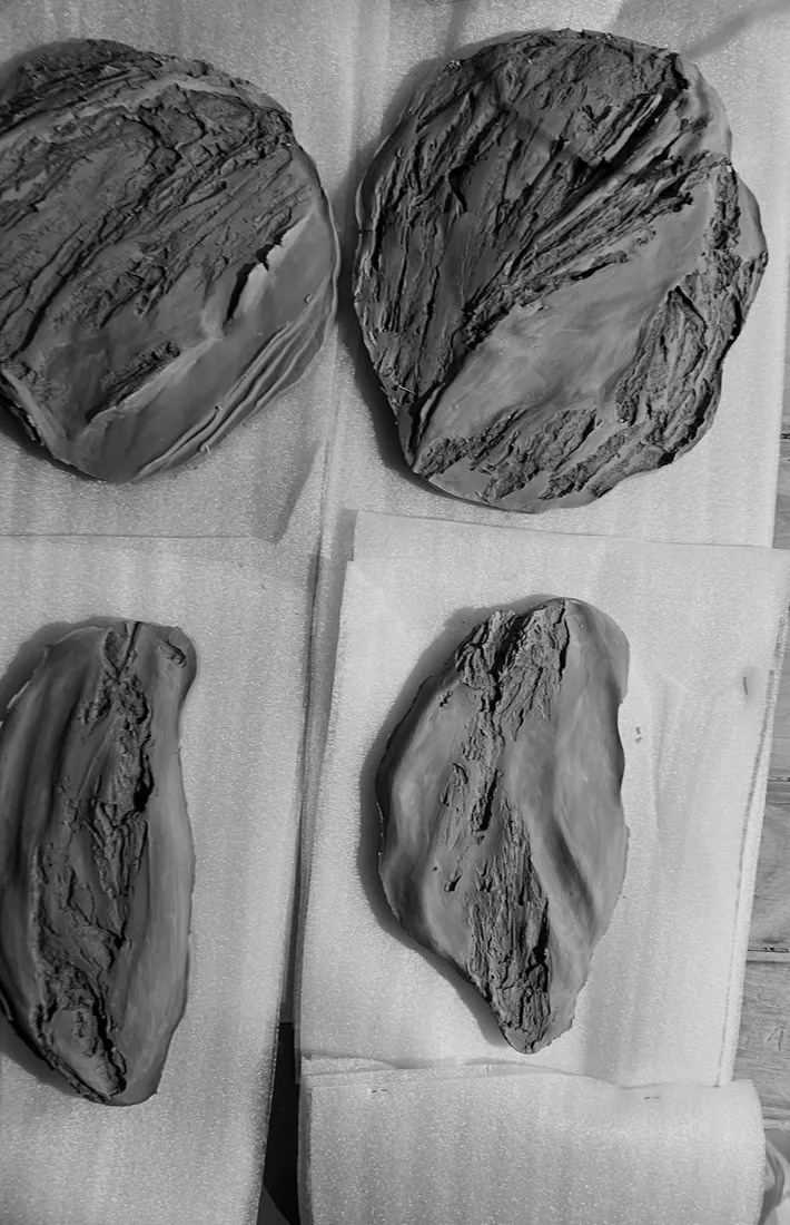Arbolera — proceso 14