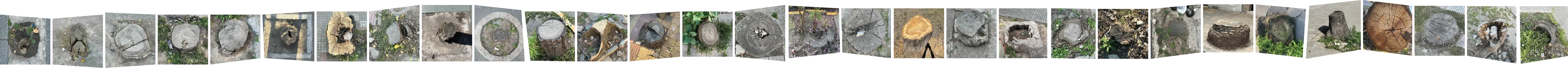 Registro fotográfico de troncos cortados en las veredas del microcentro